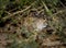 North American Bobcat Peeks Out of Bushes