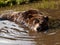 North American brown bear bathing.