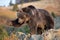 North American Brown Bear (Grizzly Bear)