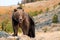 North American Brown Bear (Grizzly Bear)