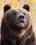 North American Brown Bear (Grizzly Bear)