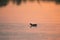 North American common gallinule floating in profile in lake coloured in orange by the sunrise