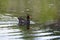 North American common gallinule floating in profile in lake with reflection of green vegetation during an early morning