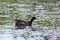 North American common gallinule floating in profile in lake with stem of plant in beak