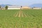 North American Cornfield and Buildings