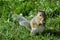A North American Eastern Grey Squirrel Standing