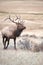 North American elk