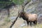 North American elk