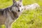 North American Gray Wolf