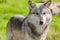 North American Gray Wolf