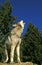 North American Grey Wolf, canis lupus occidentalis, Adult Howling, Canada