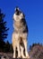 North American Grey Wolf, canis lupus occidentalis, Adult Howling, Canada