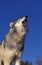North American Grey Wolf, canis lupus occidentalis, Adult Howling, Canada