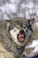 NORTH AMERICAN GREY WOLF canis lupus occidentalis, ADULT SHOWING TEETH, THREAT POSTURE, CANADA