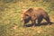 North American Grizzly Bear at sunrise in Western USA