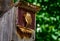 North American house wren on nesting box.