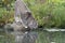 North American Lynx drinking water from a stream