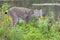 North American Lynx stalking prey