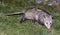 North American Opossum  foraging in a residential property backyard.