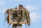 North American Osprey Nest