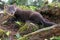 North American Pine Martin on alert.