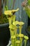 North American pitcher plant Latin name Sarracenia flava