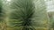 North American plant-Yucca rostrata close-up.