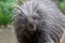 North American Porcupine