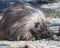 North American porcupine in Alaska