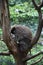 North American Porcupine Hanging Out in a Tree