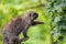 North American porcupine reaching for leaves