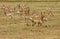 North American Pronghorn