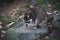 North American Raccoon or California Racoon standing on a rock