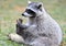 North american raccoon,yellowstone nat park