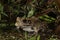 North American River Frog â€“ Rana hecksheri