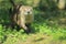 North american river otter