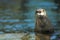 North american river otter