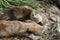 North American River Otter