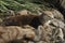 North American River Otter