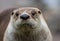 North American River Otter, adorable, lovable, friendly and clever