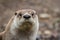 North American River Otter, adorable, lovable, friendly and clever