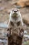 North American River Otter, adorable, lovable, friendly and clever