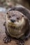 North American River Otter, adorable, lovable, friendly and clever