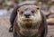 North American River Otter, adorable, lovable, friendly and clever