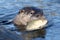 North American river otter eating fish