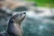 North American river otter Lontra canadensis emerging from water and looking calm and serene