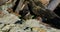 North American river otter Lontra canadensis running in the driftwood