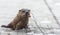 North American river otter (Lontra canadensis) in the wild, pokes up from ice of Ontario lake. Eating fish.