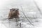North American river otter (Lontra canadensis) in the wild, pokes up from ice of Ontario lake. Eating fish.