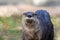 North American River Otter portrait with soft defocused background and copy space